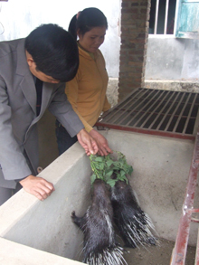Mấy năm gần đây, xã Bắc Sơn huyện Kim Bôi tiếp tục áp dụng thành công mô hình chăn nuôi nhím và lợn rừng.